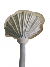 ���� �������